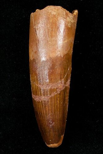 Spinosaurus Tooth - Aquatic Dinosaur #16994